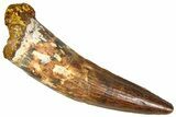 Fossil Spinosaurus Tooth - Real Dinosaur Tooth #365626-1